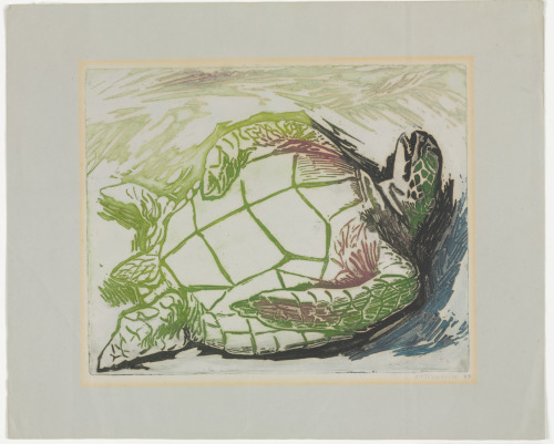 TURTLE