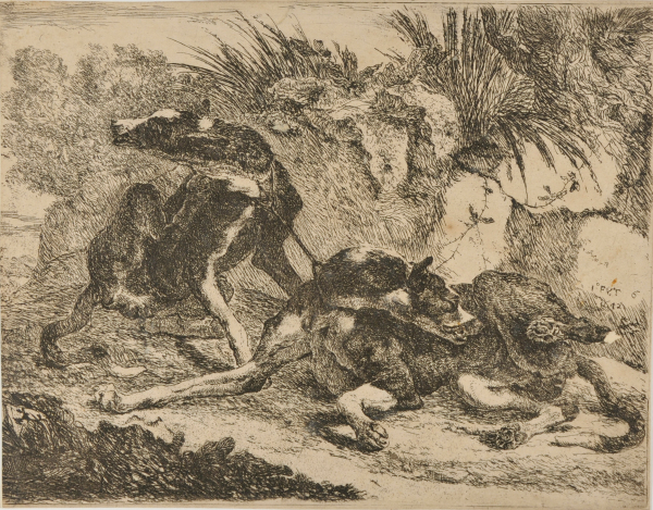 Two Greyhounds Leashed Together