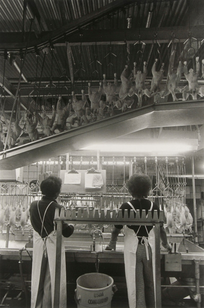 PERDUE CHICKEN PROCESSING PLANT, SALISBURY.