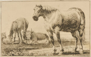 The Horses and Oxen