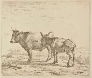 The Ox and the Donkey