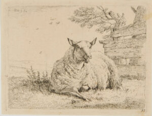 The Sheep Resting Near a Fence