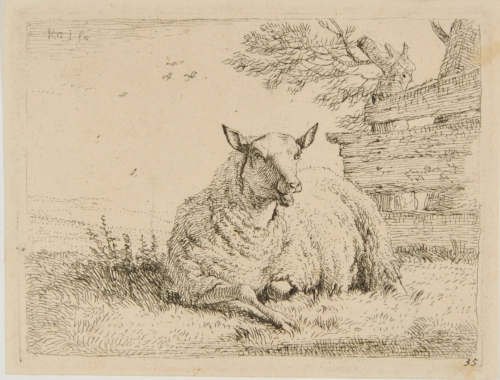 THE SHEEP RESTING NEAR A FENCE