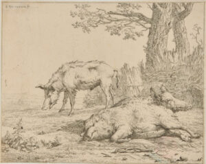 Three Pigs Near the Fence