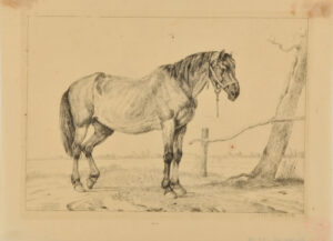 Horse with Halter Standing by a Wooden Bar