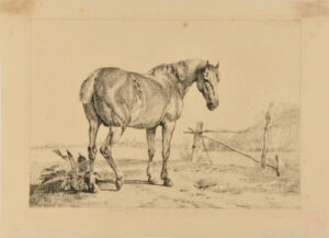 Horse in Meadow by a Wooden Barrier