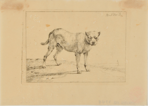 BULL DOG STANDING, FACING FRONT