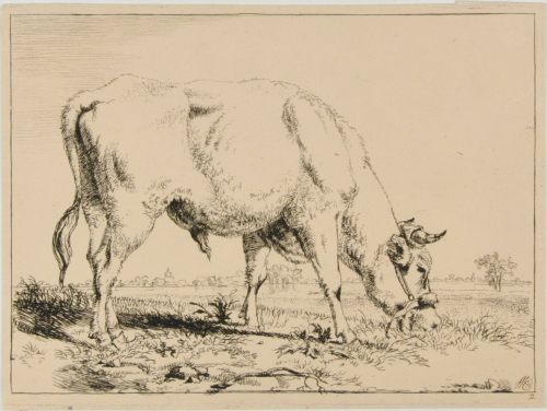 OX GRAZING, TURNED TO RIGHT