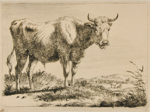 OX STANDING, TURNED TO RIGHT