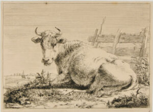 Cow Lying by Fence, Turned to Left