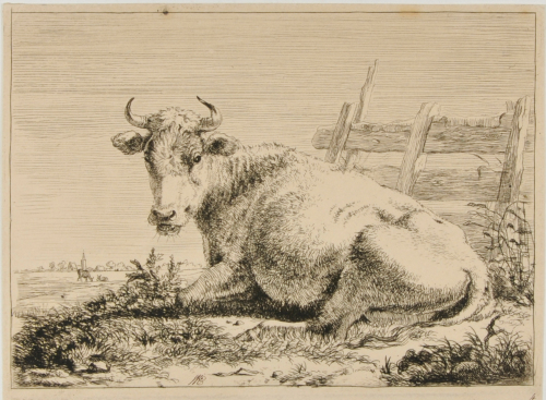 COW LYING BY FENCE, TURNED TO LEFT