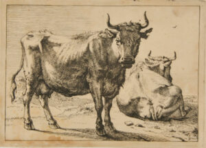 Cow Standing near One Lying on Ground