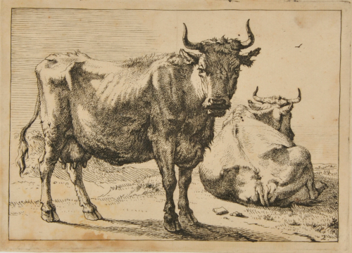 Cow Standing near One Lying on Ground