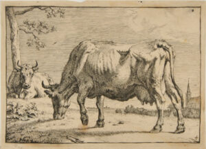 Cow in Pasture