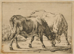 Two Oxen Butting Each Other