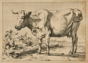 Cow with Left Horn Bent Forward