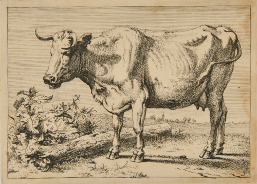 Cow with Left Horn Bent Forward