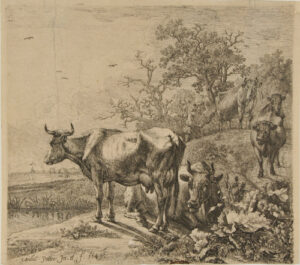 Cow-Herd
