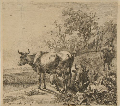 Cow-Herd