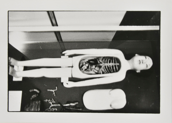 Wooden Anatomical Model - Image 2