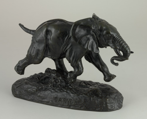 Senegalese Elephant - Image 3