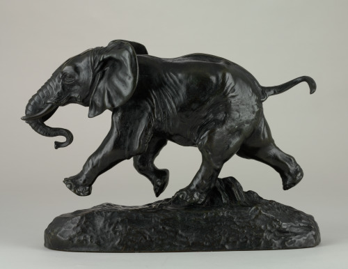 Senegalese Elephant - Image 2