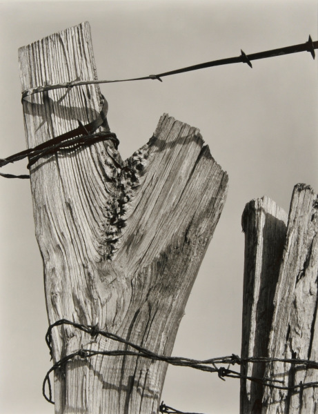 Barbed Wire - Image 3