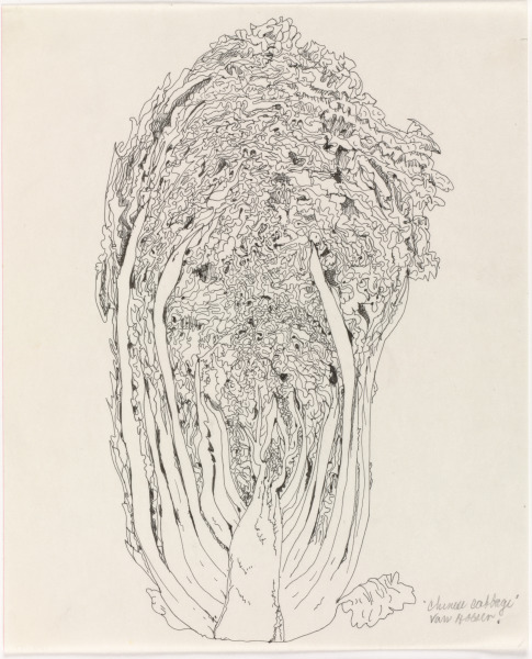 Chinese Cabbage - Image 1