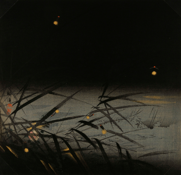 Fireflies - Image 2