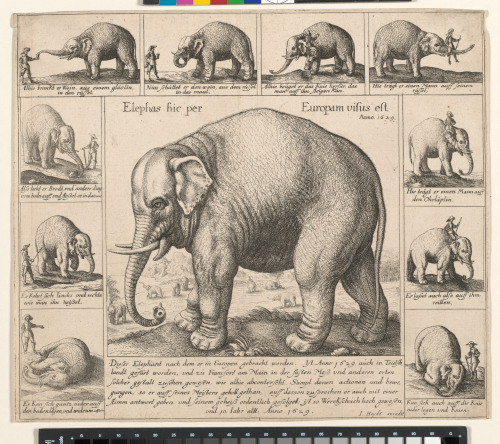 THE TAME ELEPHANT