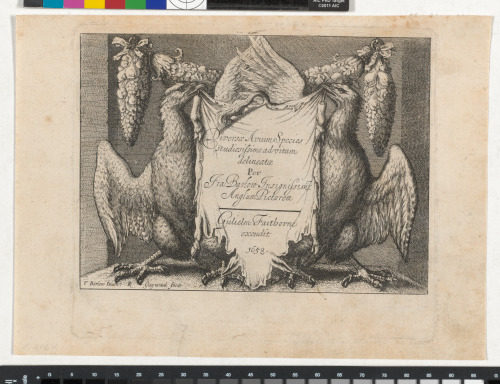 Diversae avium species per Fra Barlow - Image 1
