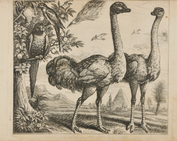 The Ostriches - Image 2