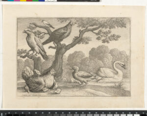 A Brooding Hen and Other Birds