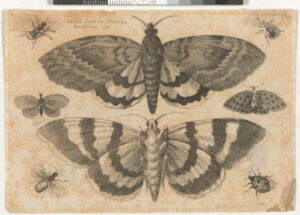 Two Moths and Six Insects