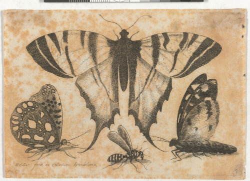 THREE BUTTERFLIES AND A WASP