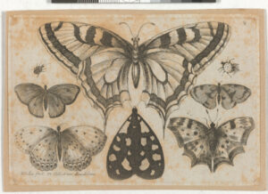 Six Butterflies and Two Small Insects