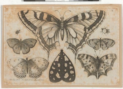 SIX BUTTERFLIES AND TWO SMALL INSECTS