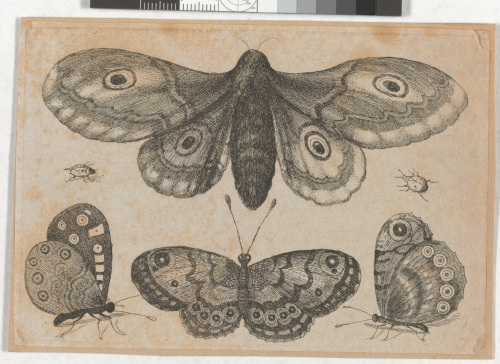 A MOTH, THREE BUTTERFLIES AND TWO BEETLES