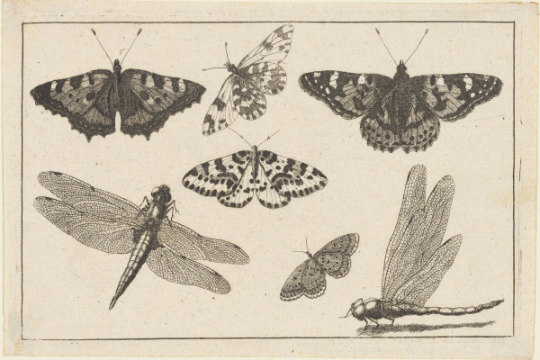 Two Dragonflies and Five Butterflies