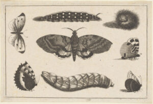 Three Caterpillars, a Moth and Four Butterflies