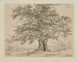 Large Oak Tree