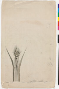 Rages of the Prophet