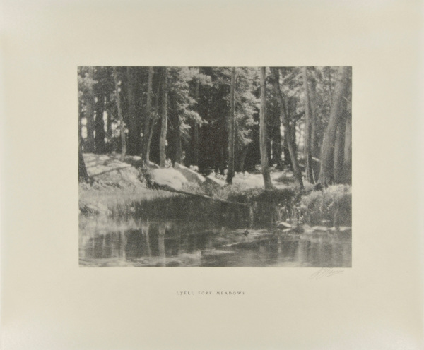 A GROVE OF TAMARACK PINE NEAR TIMBER LINE