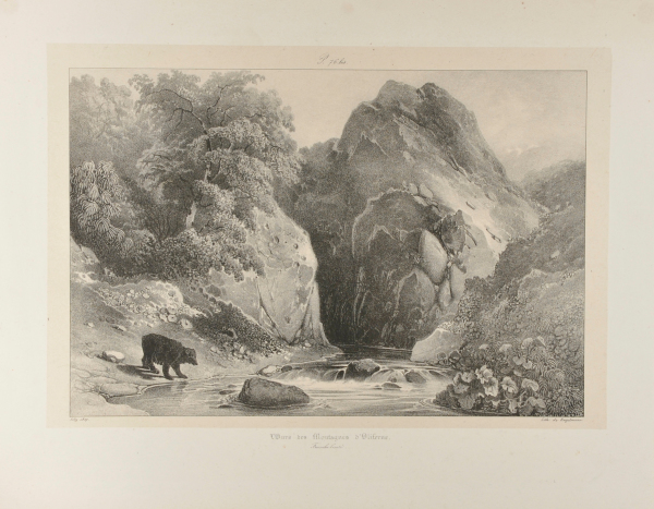 L’Ours des montagnes d’Oliferne