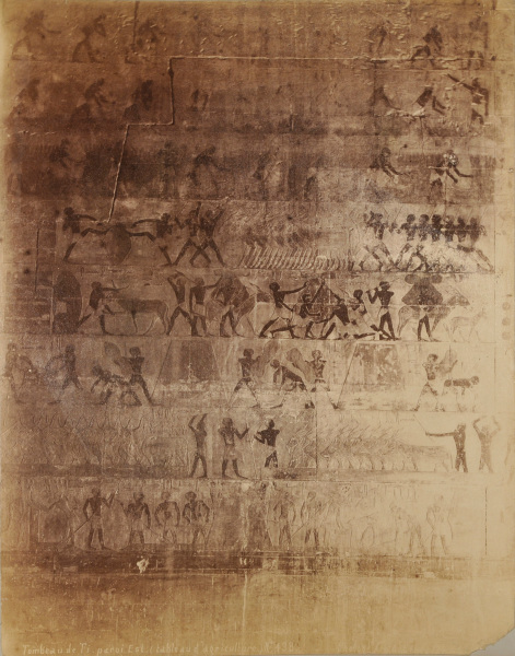 Saqqara, Tomb of Ti, East Wall (Agricultural Scene), 5th Dynasty - Image 2