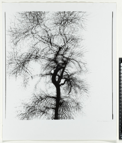 Multiple Exposure Tree, Chicago - Image 2