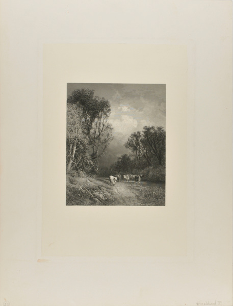 CATTLE FORDING A STREAM