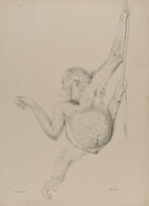 Orangutan Hanging from Vine