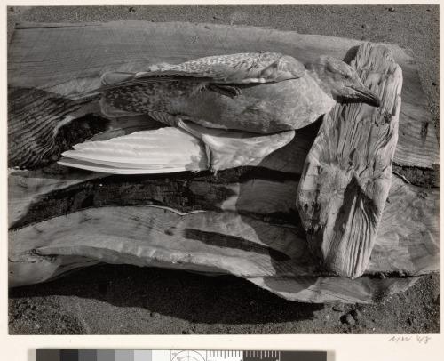 Navarro River, California - Image 3