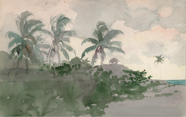 Coconut Palms - Image 4